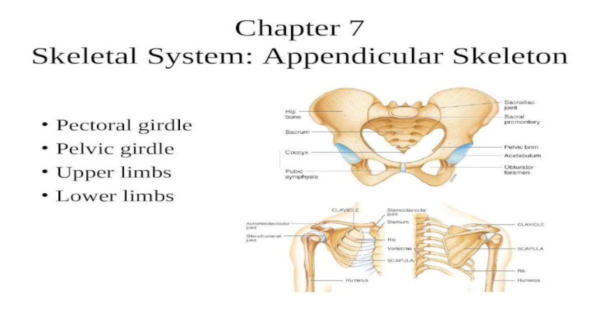 Chapter 7 Skeletal System: Appendicular Skeleton Pectoral girdle Pelvic ...