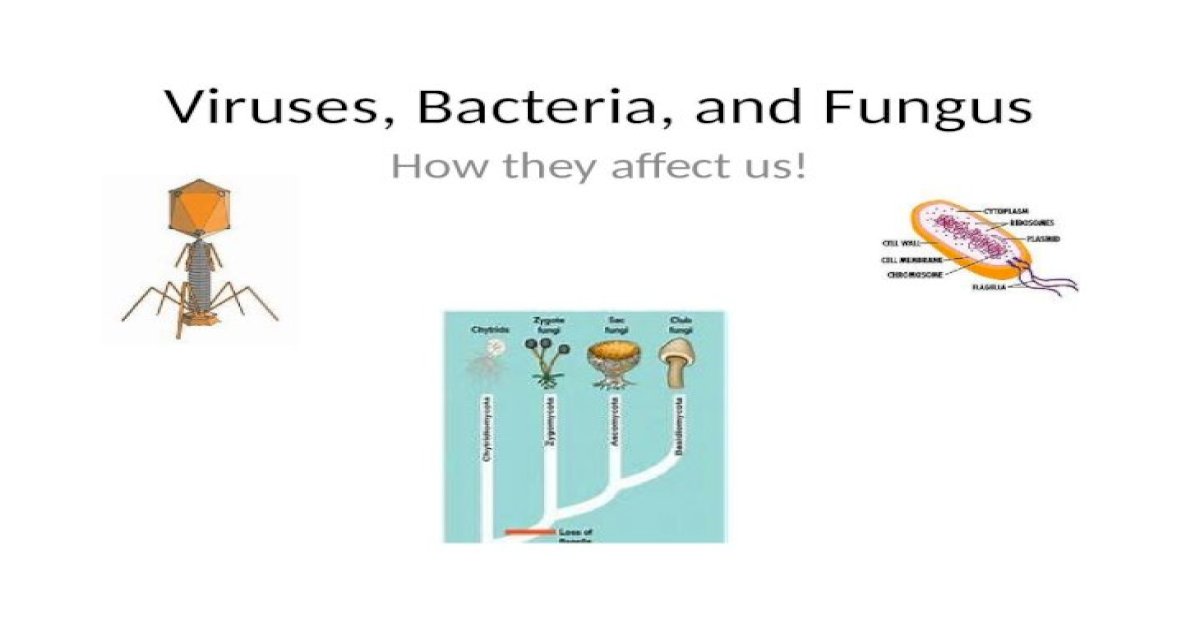 Viruses Bacteria And Fungus How They Affect Us Pptx Powerpoint 